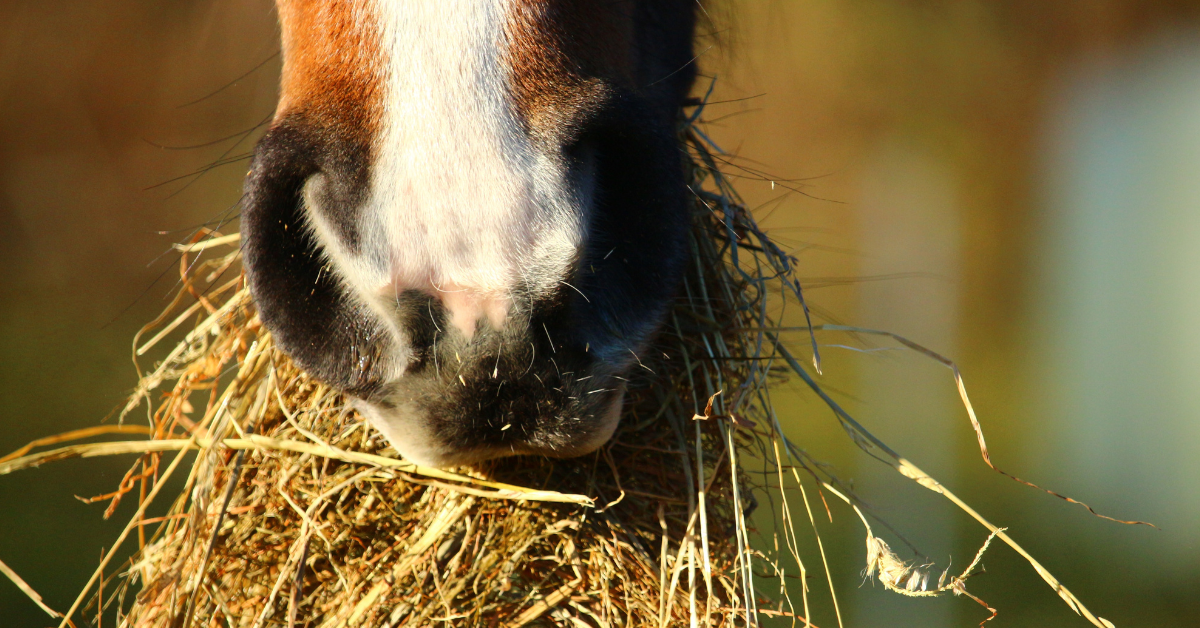 The Top 5 Best Types of Hay for Horses (And 1 type of hay to NEVER feed
